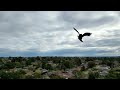 dji mini 3 pro bird strike by crow and magpie 2