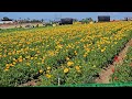 The Flower Fields in Carlsbad, CA!