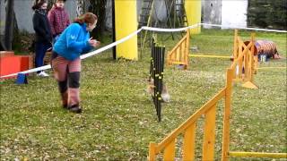 Official agility competition in Budweis, 3. - 4. 11. 2012