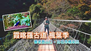 霞喀羅古道楓葉季，養老登山口到白石吊橋往返，此生一定要來走一趟