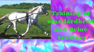 Training of standardbred and Orlov trotters