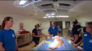 360 VR Little White Dove Dental