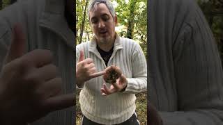 Russula badia - Conoscere i Funghi - Pillole di Micologia con Giacomo Ciabatti Ispettore Micologo -