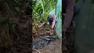 Clearing out an abandoned pond