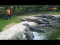 Langkawi Crocodile Adventureland [Crocodile Feeding Show]