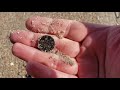 metal detecting amelia island florida beach hunting using a minelab equinox