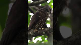 brown hawk owl boobook   #birding #bird #birdsounds