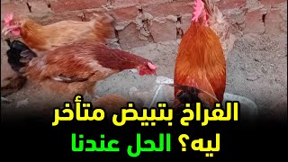 الفراخ عندك بتبيض على 7 شهور ؟ جيبنالك الحل اللي هيخلي الدجاج يبيض على عمر 3 شهور ونص فقط من خبرتنا