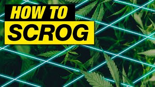 HOW TO SCROG