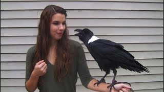 Ravens can talk!