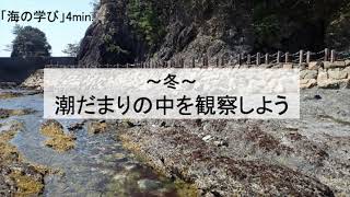 ～冬～　潮だまりの中を観察しよう