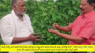 కలష్ సీడ్స్ కంపెనీ వారి సరికొత్త KSP -1866 పచ్చ కాకర రకము సాగు చేసి విజయం సాధించిన రైతు అభిప్రాయాలు