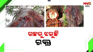 ଗଛରୁ ଝରୁଛି ରକ୍ତ  ||BLOODTREE ||INDIA ||ODISHA ||