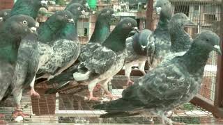 Old breed nepali pigeons