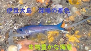 伊豆大島　ダイビング深場の風景　2025年1月