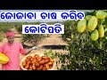 Jojoba Farming With low investment heavy income full details in Odia all plans process explained