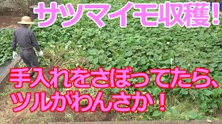 みるだけ家庭菜園・シーズン2第5回☆さつまいも収穫祭！地植えも土のうも大収穫？