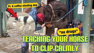 TEACH YOUR HORSE TO CLIP CALMLY| Learning Theory with Positive Reinforcement