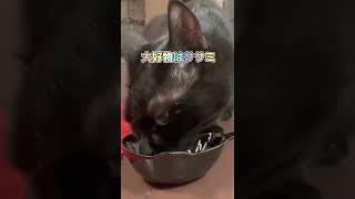 【🐾オレきゅん紹介動画🐾】