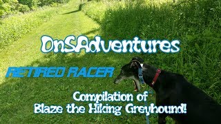 DnSAdventures - Introducing Blaze the Hiking Greyhound!