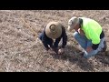 mouse damage in canola crops