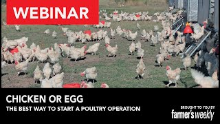 Webinar: Chicken or egg? The best way to start a poultry operation