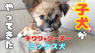 【ミックス犬】子犬がやって来た！迎え入れたころのパピーむぎ チワワ×シーズー