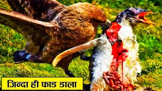 दुनिया के खूंखार परिंदे | Most dangerous birds in the world | top 10 dangerous birds | Deadly birds