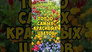 Ч3. ТОП-10. САМЫЕ КРАСИВЫЕ ЦВЕТЫ которые размножаются самосевом. Лучшие #ЦВЕТЫ-САМОСЕЙКИ для сада.