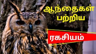 ஆந்தையை பற்றிய சுவாரசியமான தகவல்கள் |interesting facts about owl/owl lifestyle in tamil, owl foods,