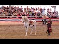 equestfest 2014 spanish andalusian horses medieval times