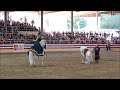 equestfest 2014 spanish andalusian horses medieval times