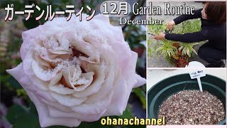 【ガーデンルーティン】寄せ植えのその後と冬の準備⛄寒さ対策❢🌼Caring for plants!!  Winter preparation ⛄ Cold measures ❢