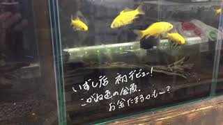 ホームセンターの金魚売り場 レモンコメット