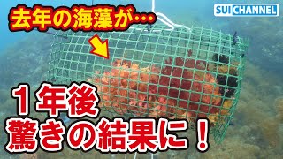 【朗報！】一年前に仕掛けた高級海藻トサカノリがまさかの爆増！？増やし方見つけたかも！