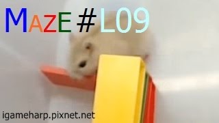 Hamster Maze L09 | 倉鼠 迷宮