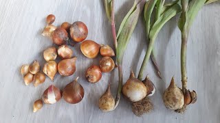 Evde lale soğanı nasıl saklanır? - How to store tulip bulbs?