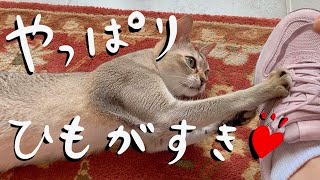 やっぱりひもが好き。くつひもと遊ぶ猫（シンガプーラ）