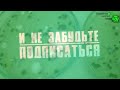 Я В ШОКЕ Что я обнаружил на своих томатах Мои томаты без болезней но...