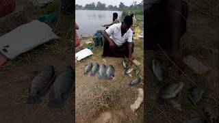 Catching Giant Size Tilapia Fishes in Lake #fishing #fishingvideos #thoondilulagam #lakefishing