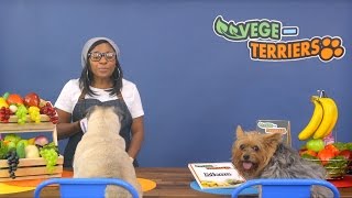 PetGuard Dog Food and Treats | Chewy