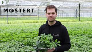 Grower of the Month January: Mostert