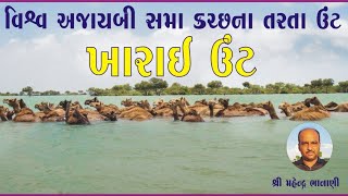 Kharai Camels| The Swiming Camel of India | The rare Indian swimming camels | શ્રી મહેન્દ્ર ભાનાણી |