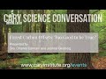 Forest Carbon Offsets: Too Good to be True?