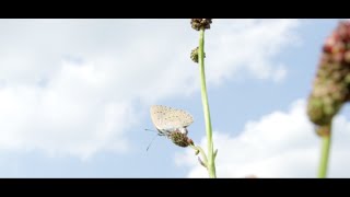 Bijzondere beelden pimpernelblauwtje