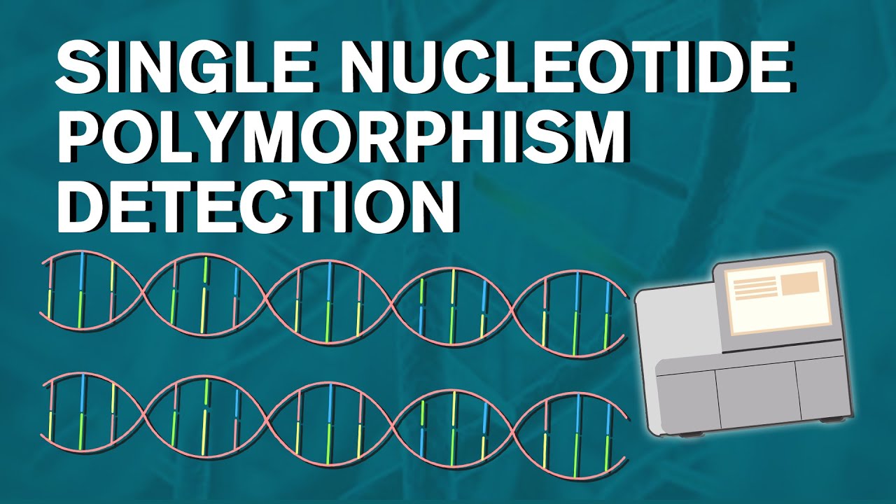 Snp Youtube
