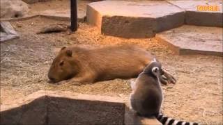 カピバラ （NIFREL・ワールド牧場・天保山アニパ篇）真夏の大阪