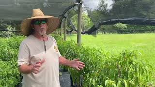 Tis' the Season for Datil Peppers in Putnam County, FL