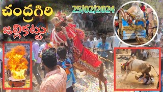 Chandragiri Jallikattu 🐂😱 | చంద్రగిరి జల్లికట్టు 25/02/2024 | Traditional Chittoor Jallikattu videos