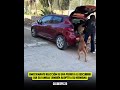 emocionante reacción de una perrita al ver que su familia adoptó a su hermana también 🥹❤️🐕🐾🐶🙏 dog